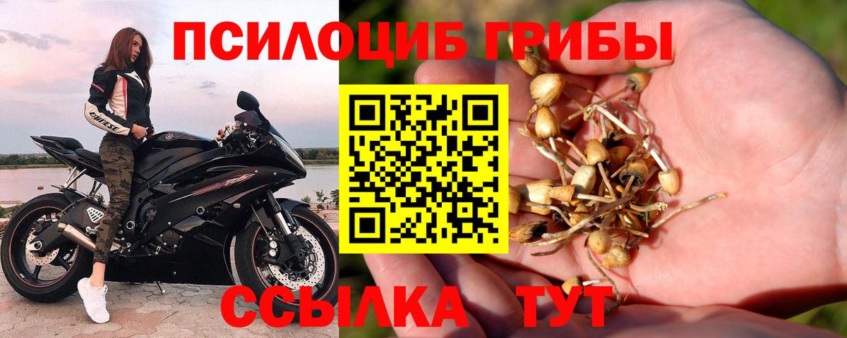 Дубна  Галлюциногенные грибы Psilocybine cubensis  Вход с VPN 